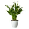 /i/n/in-us-999383-white-calla-plant-delivery-usa.png