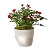 /i/n/in-us-999393-red-mini-rose-plant-love_1.png