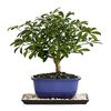 /i/n/in-us-999400-bonsai-delivery-usa.png