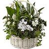 /i/n/int-1567_white-flowering-plants-delivery.jpg