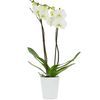 /i/n/int-1573-white-orchid.jpg