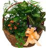 /i/n/int-1579-popular-plant-basket2b.jpg