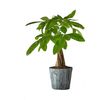 /m/o/money-tree-plant-us.png