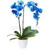 /o/r/orchid-blue.jpg