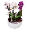 orchidea-falenopsis-synthesi-anthemionflowers