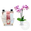Rose Scented Gift Set with Mini Orchid Plant