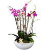 /o/r/orchidees-fouksia-vasi-af2016_700294.jpg