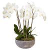 /o/r/orchidees-leukes-kaspo-af2016_700233.jpg