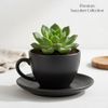 Succulent in ceramic mug