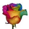 /r/a/rainbow_rose-stem.jpg