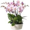 /r/o/rosa-orkid_plantering.jpg