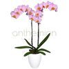 /r/o/roz-orchidea-falainopsis.jpg