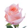 Pink Roses by stem