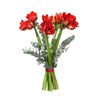 /s/e/send-amaryllis-flowers-greece.png