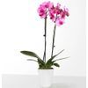 /s/e/send-orchid-plants-in-us-999281.jpg