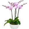 /s/u/sublime-pink-orchids.jpg
