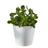 /s/u/succulent-plant-usa.png