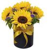 /s/u/sunflower-box.jpg