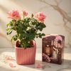 Body care gift set and pink rose tree