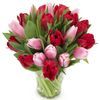 /t/u/tulips-red-pink-af111031.jpg