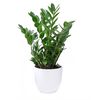 Zamia-ZZ-plant-me gyalistera-prasina-fylla-glastra