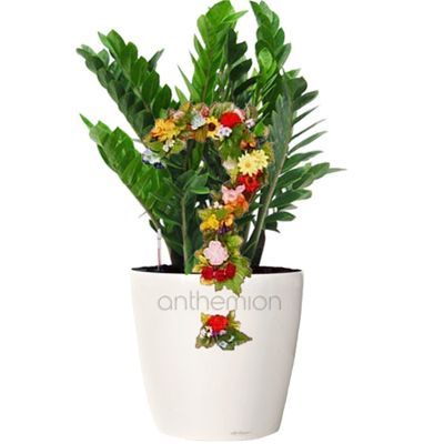 wunderstrauch verliert blätter Wunderstrauch Codiaeum online kaufen main image 1