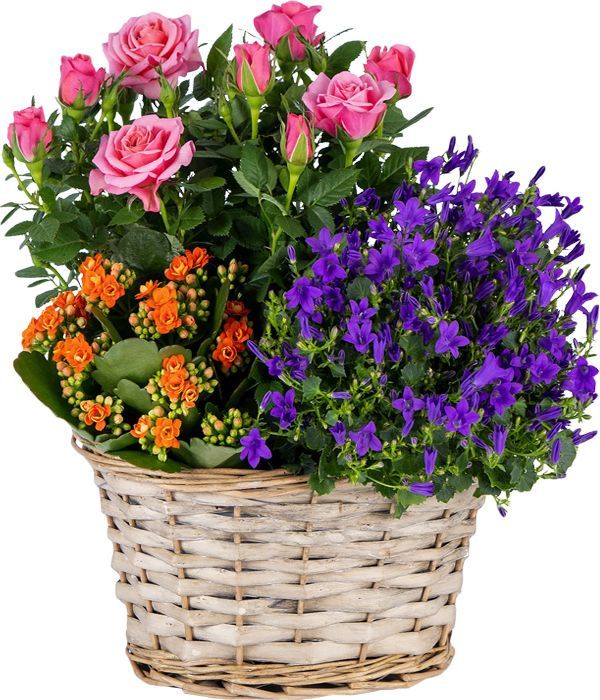 Vibrant Planted Basket with flowering plants
