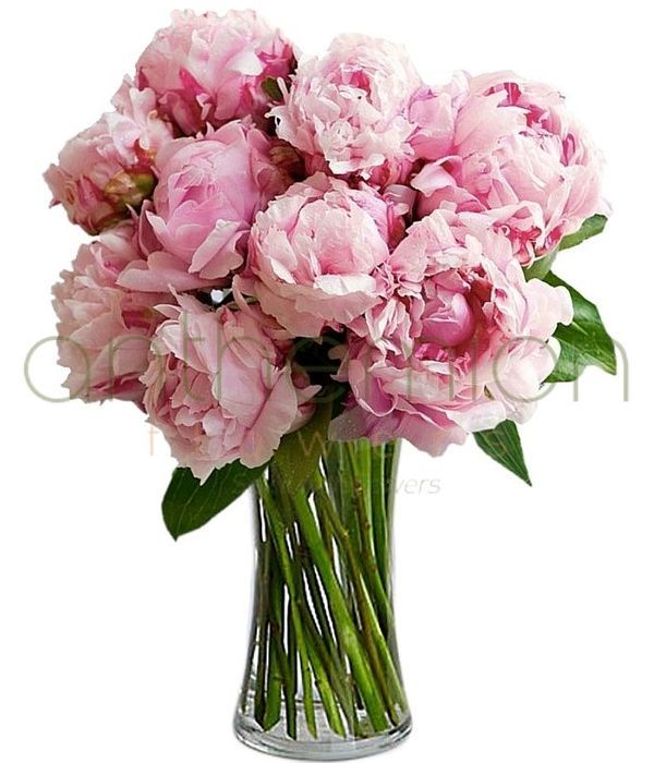 Special offer | Pink Peonies