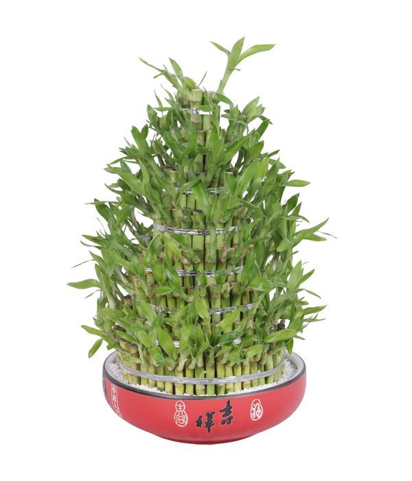 Lucky-Bamboo-Round-8-Big--Ø25cm-Ceramic 