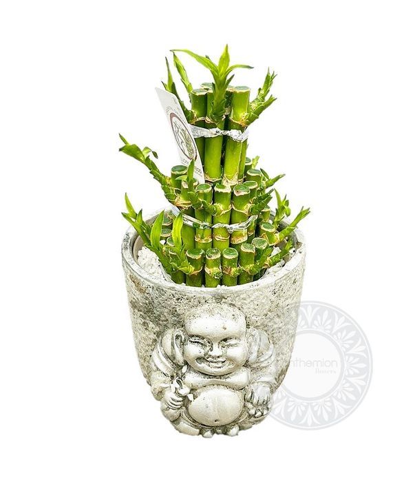 Mini Lucky Bamboo with buddha pot
