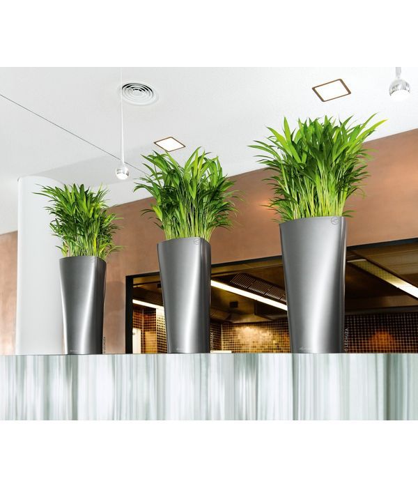 Zamioculcas in red stylish self watering pot