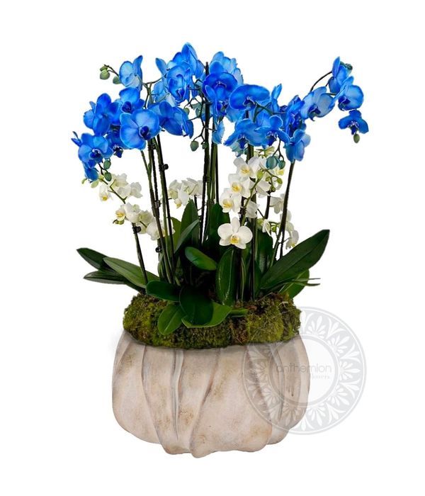 Πολυτέλεια με 3 μπλε και 2 άσπρες μικρές ορχιδέες