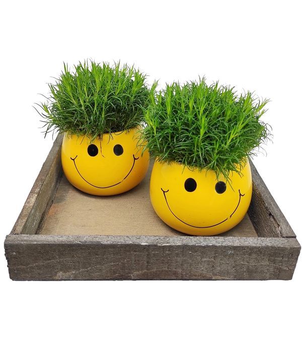 Plants in happy emoji printed pots