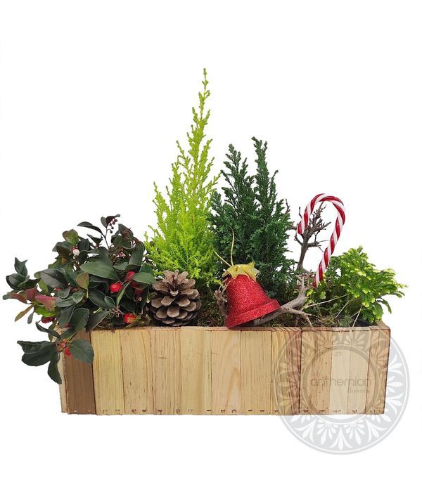 Δώρο με φυτά σε ξύλινη βάση