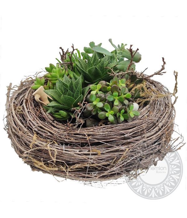 Succulents in wooden nest