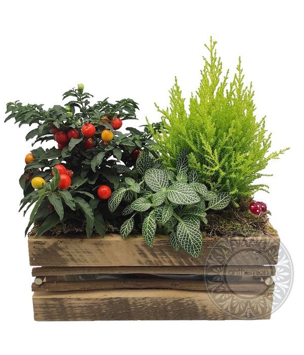 Plant arrangement in wooden base