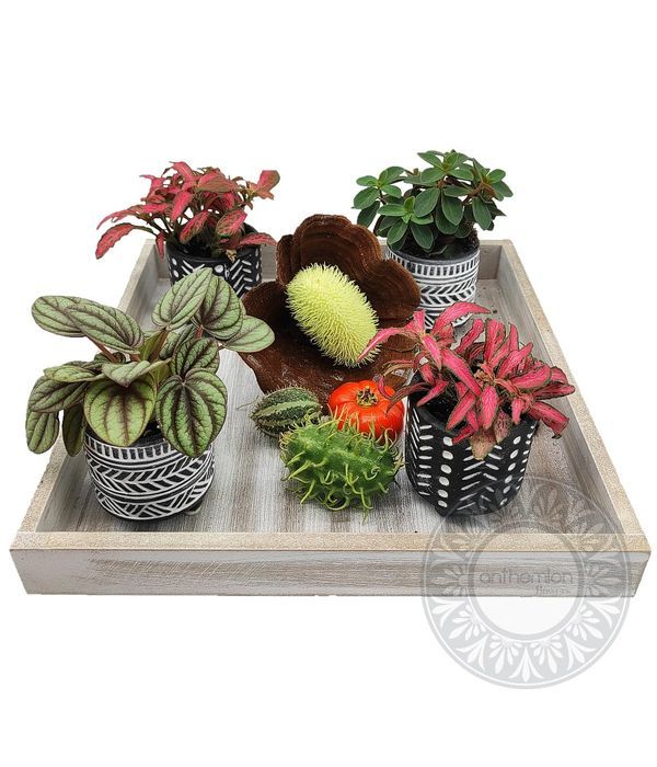 Mini plants in wooden tray