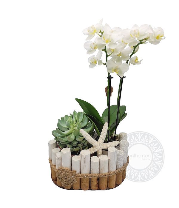 Mini orchid and succulent in a wooden base