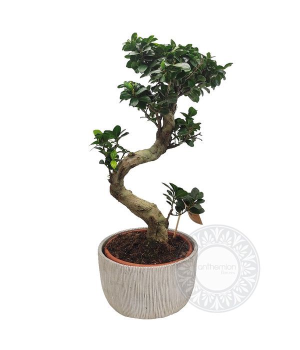Gorgeous ficus ginseng bonsai in ceramic pot