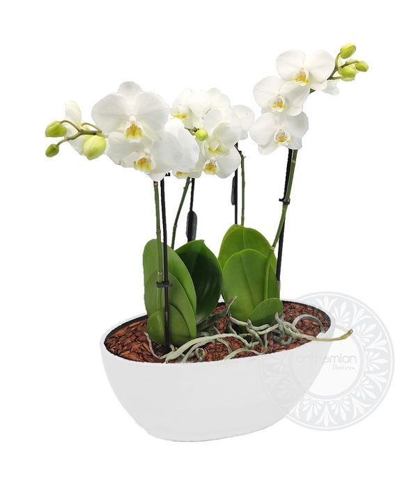 Σύνθεση με μίνι ορχιδέες σε γόνδολα