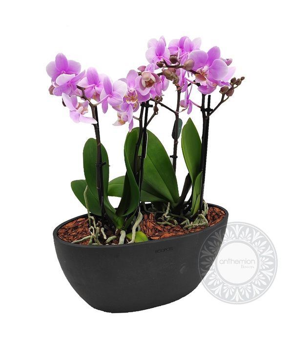 Mini orchids in a dark grey gondola pot