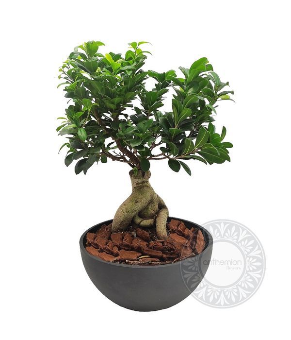 Bonsai for office or home