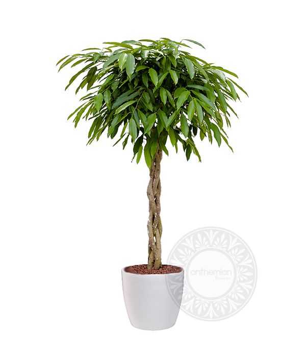 Ficus amstel king braid