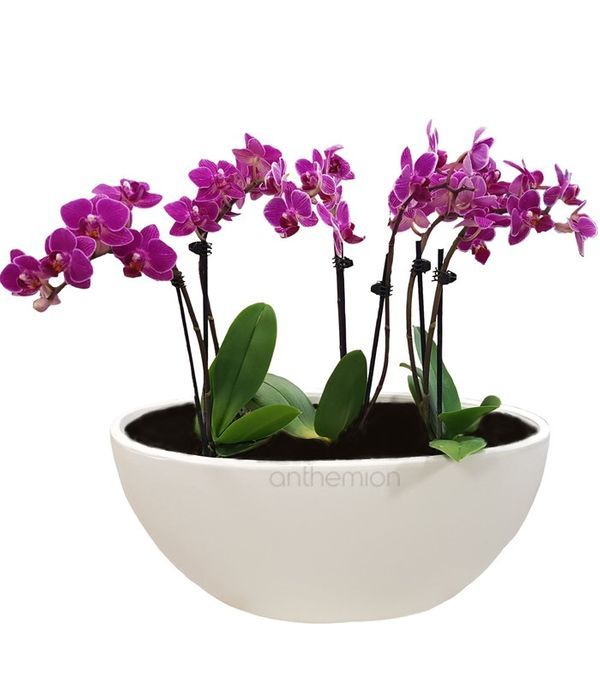 Three small orchid plants in gondola