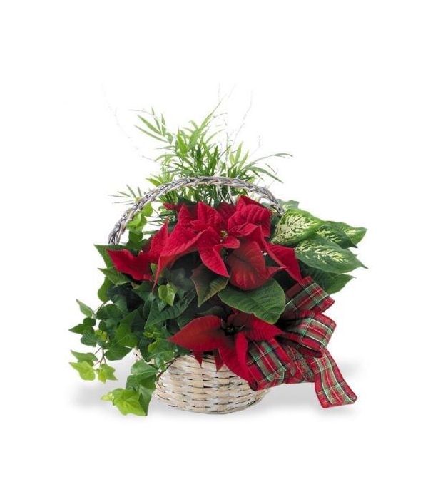Christmas plants in basket