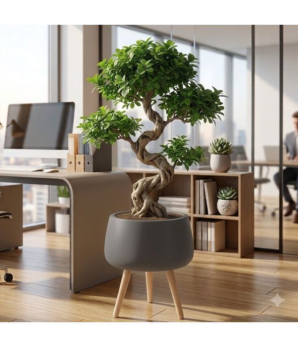 Large bonsai with a twisted trunk and an impressive pot