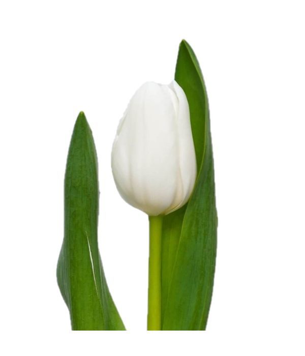 Λευκή τουλίπα