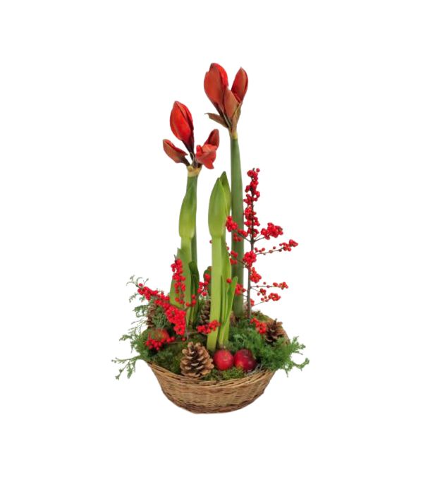 Red amaryllis arrangement