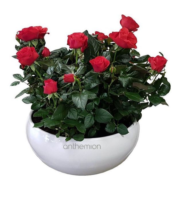 Double red rose plant