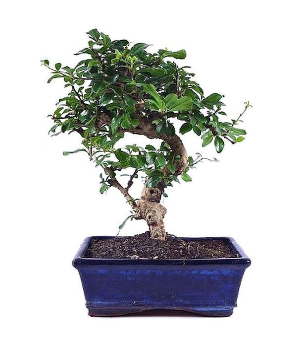 Bonsai plant mini